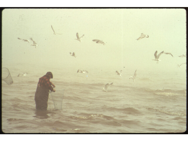 SMELT RUN AT TAWAS CITY. 'FROM THE SITES EXHIBITION. FOR OTHER IMAGES IN THIS ASSIGNMENT  SEE FICHE NUMBERS 149  150... - NARA - 553812