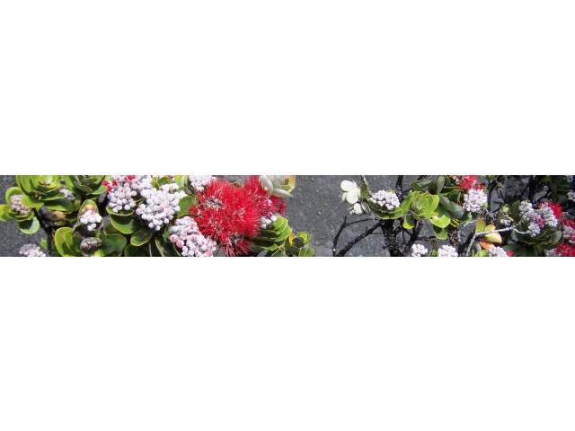 Ohia flowers page banner